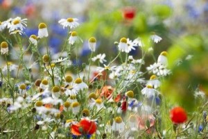 seasonal allergies and acupuncture