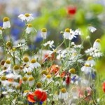 seasonal allergies and acupuncture